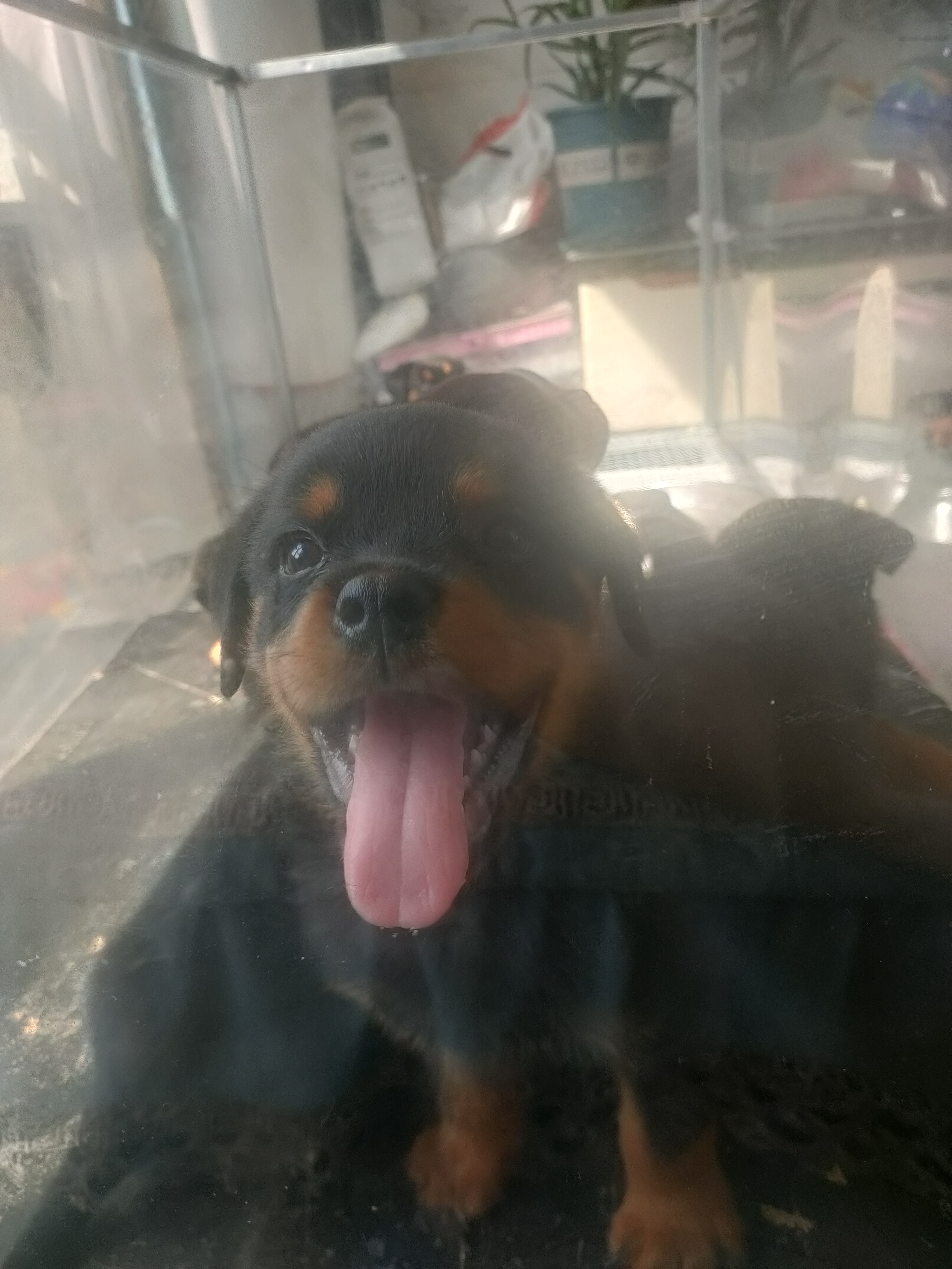 罗威纳幼犬